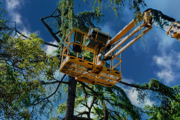 Trusted Yerington, NV  Tree Services Experts